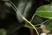 Le Phasme gaulois, un jeune (Phasmatodea - Bacillidae - Clonopsis gallica)